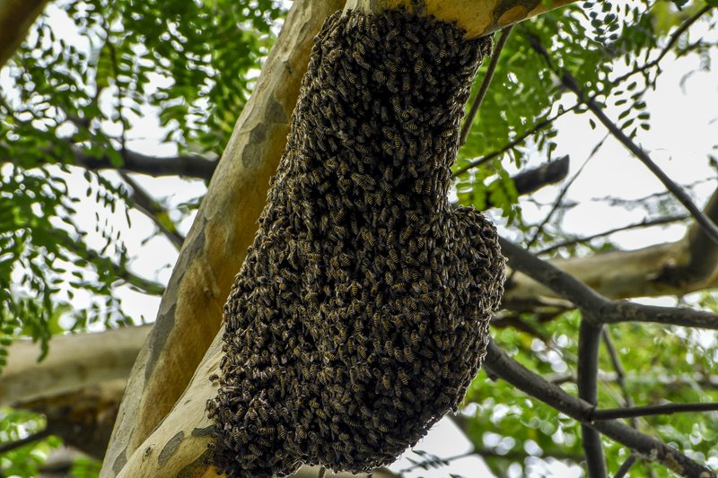 A typical swarm cluster