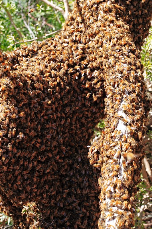 A swarm gathered on a tree