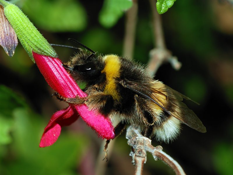 Bumblebee (Bombus sp.) on a flower