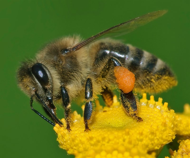 Honey bee (Apis mellifera) worker