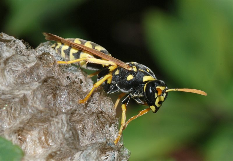 Paper wasp (Polistes sp.) close-up