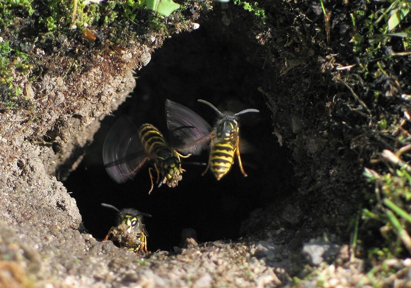 Yellow jacket (Vespula sp.)